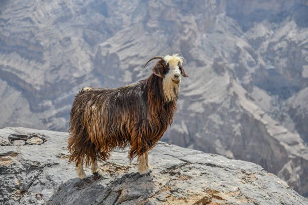 Mountain Climbing & Via Ferrata One Day